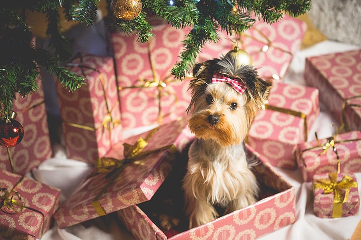 A cute puppy as a Christmas present. Not as cute are a dozen 2026 midterm election surprises